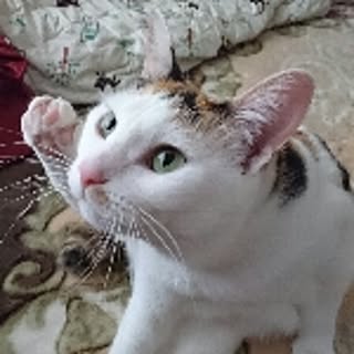 sachi