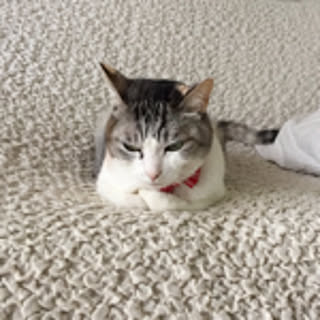 sinba