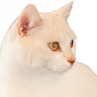 kuandika_t