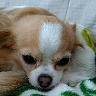 mocha-machi