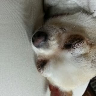 shiho