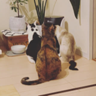 kumimon