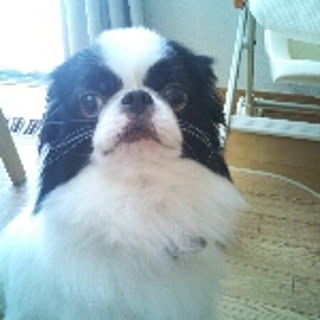 kichi