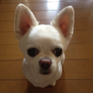 cobby