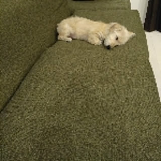 mimi