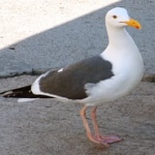 Natsumi