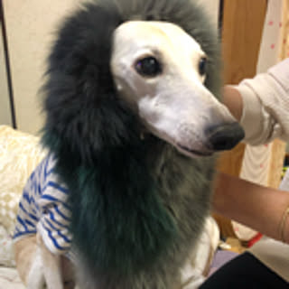 Masako