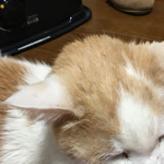 kurorinn