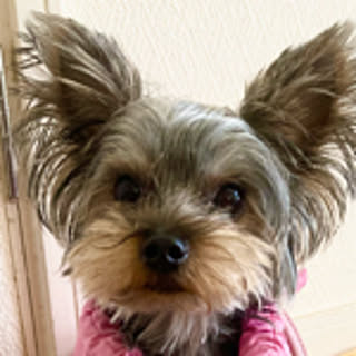 milomilo