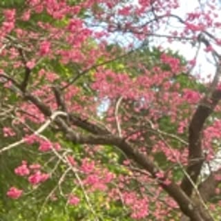 hatsu.0202