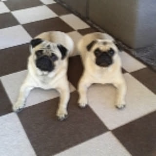 kool