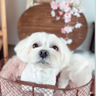 megu_merci
