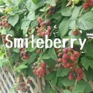 Smileberry