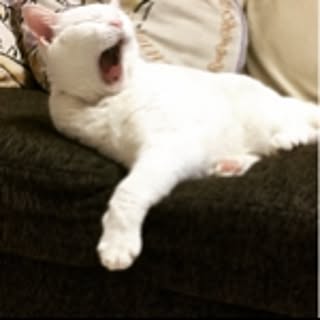 Melek