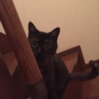 Miho