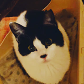 Nikita