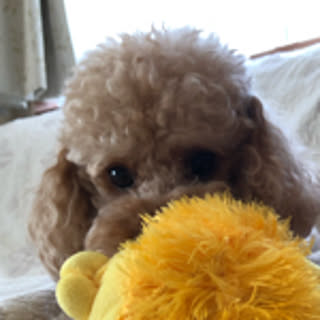 Rie