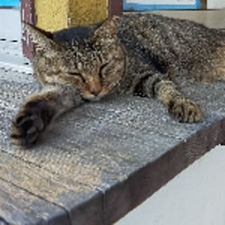LILU