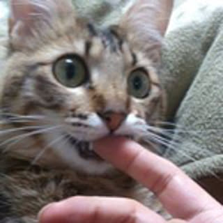 mosuke