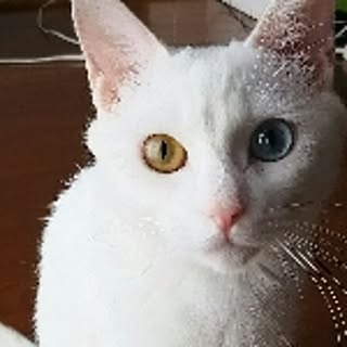 mammy