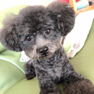 pikumin