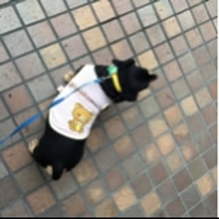 odie