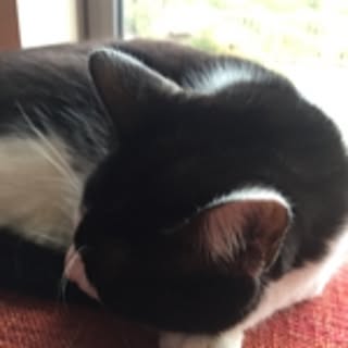 mochi