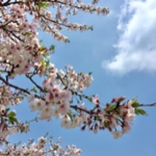 terurin
