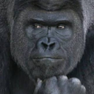 intelligorilla