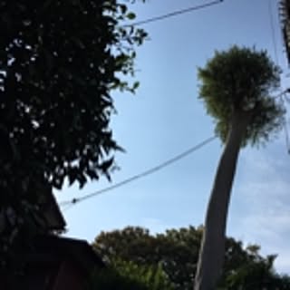 kay