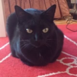 buuko