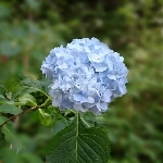 iruka
