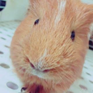 monkichiii