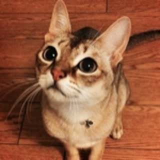 MiA