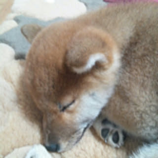 chinako