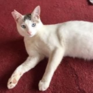 Miyuki