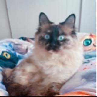coco