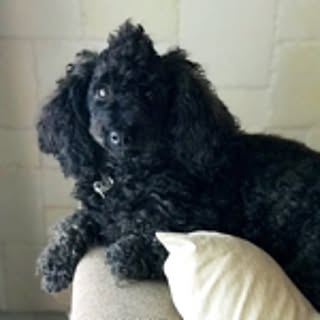 Coo