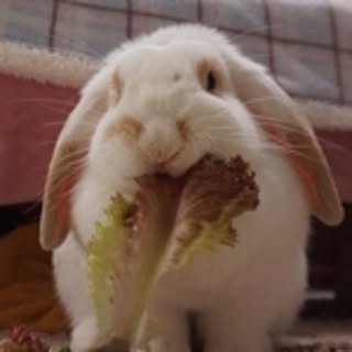 kuru