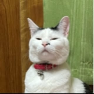 coolcats0528
