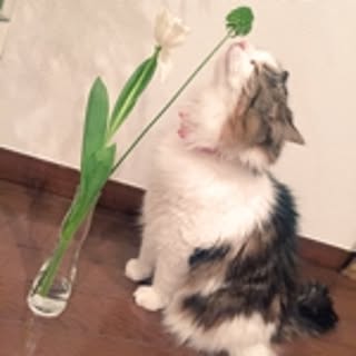 Un