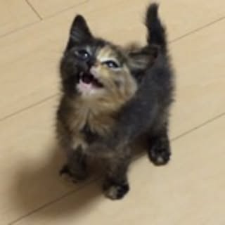 nmeee