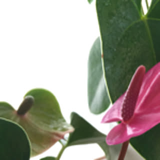 yama