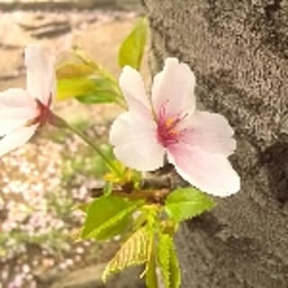 sakura39