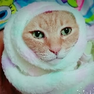 ayaca_kun