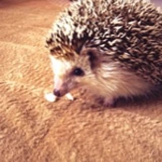 mikchan