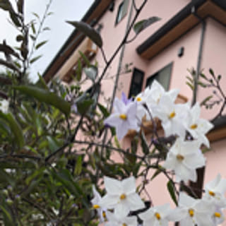 suda_chi