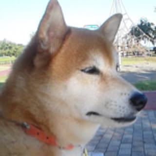 shiba-fukumomo