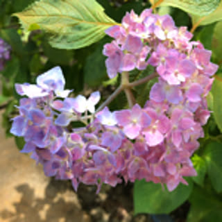 pinkgoldheart78