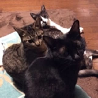 gatto_neko3